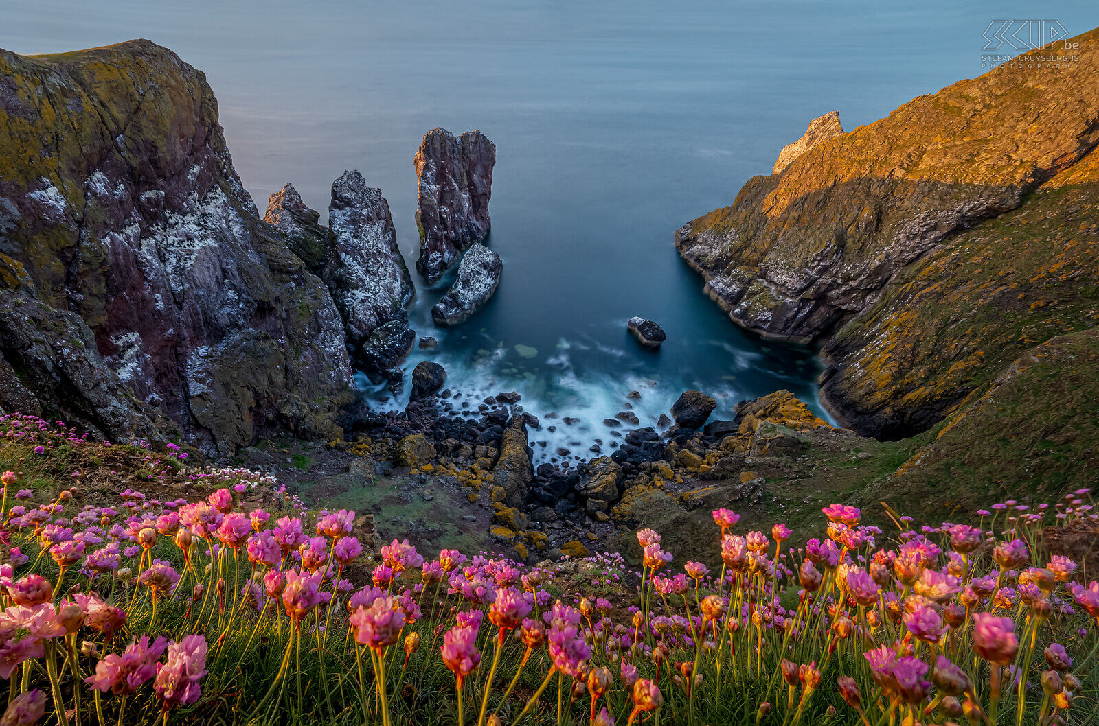 St Abbs Head The stunning cliffs with flowering sea pink in the nature reserve of St Abbs in Berwickshire on the east coast of Scotland. Stefan Cruysberghs